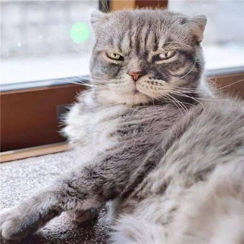 抖音網(wǎng)紅啵啵貓,萌寵界的“網(wǎng)紅擔(dān)當(dāng)”