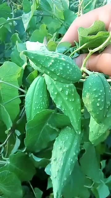 老品種樹(shù)瓜怎么吃,傳統(tǒng)與現(xiàn)代的完美融合