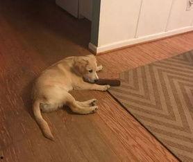 狗狗最新爆料,寵物界的最新動態(tài)與趣聞