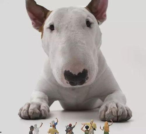 頭像狗狗明星,萌寵界的璀璨明星