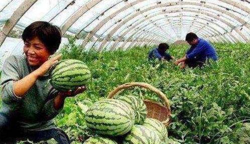 小兔老師買大棚的瓜,小兔老師的大棚瓜園夢想之旅